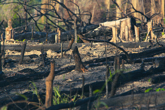 Burnt trees in a deforestation of native vegetation area at the Brazilian Amazon forest.