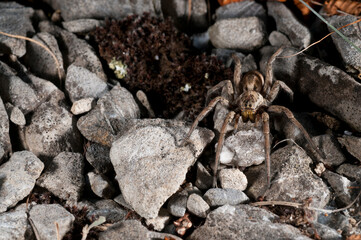 Wolf spider (Hogna radiata) portrait, apennines, Italy.