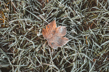 Von Eiskristallen und Raureif bedecktes einzelnes braunes Herbstlaub Ahornblatt grünem Gras als...
