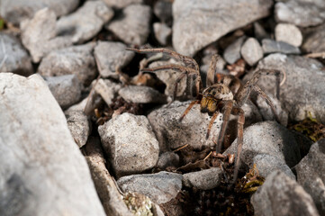 Wolf spider (Hogna radiata) portrait, apennines, Italy.