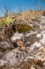 Wolf spider (Hogna radiata) in its habitat, Liguria, Italy.