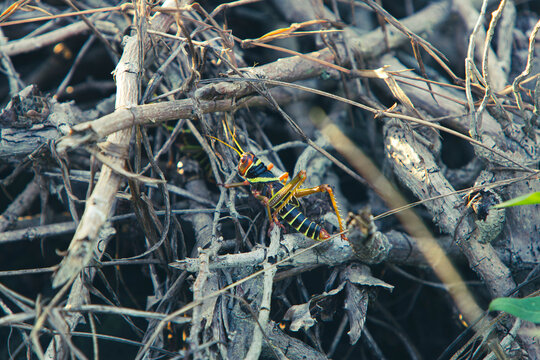 Yellow and black insect that seems to be poisonous walking between branches and leaves on the ground of the tropical rainforest of amazonia, Brazil.
