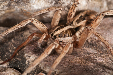 Wolf spider (Hogna radiata) portrait, apennines, Italy.