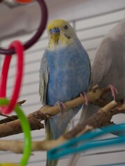 Cute little blue and yellow male budgie sitting on a perch next to its bigger friend budgie