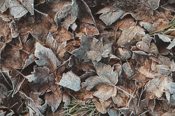 Von Eiskristallen und Raureif bedecktes braunes Herbstlaub und Blätter als winterlicher Hintergrund