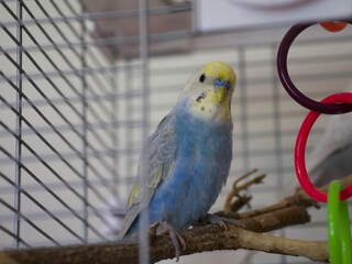Young blue male budgie with yellow head curiously looking at its toy