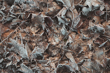 Von Eiskristallen und Raureif bedecktes braunes Herbstlaub und Blätter als winterlicher Hintergrund