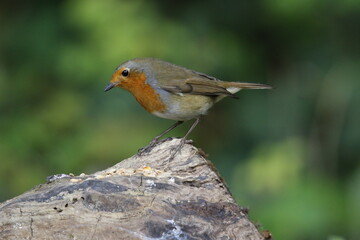 Fototapeta premium Eurasian robin feeding in the woods