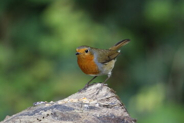 Eurasian robin feeding in the woods