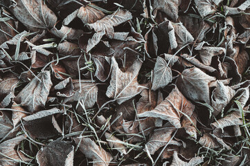 Von Eiskristallen und Raureif bedecktes braunes Herbstlaub und Blätter als winterlicher Hintergrund