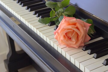 pink rose on old piano keys