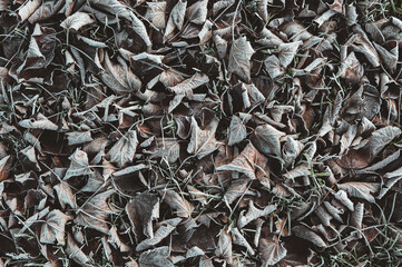 Von Eiskristallen und Raureif bedecktes braunes Herbstlaub und Blätter als winterlicher Hintergrund