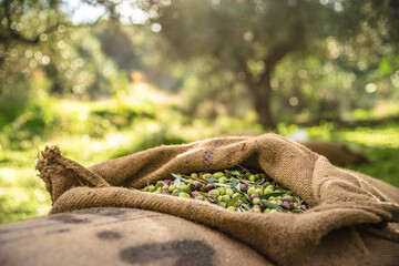 Harvested fresh olives in sacks in a field in Crete, Greece for olive oil production, using green nets.