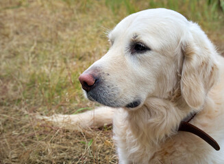 Beauty Golden retriever dog close-up.