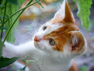 Kitten playing in the garden.