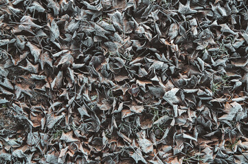 Von Eiskristallen und Raureif bedecktes braunes Herbstlaub und Blätter als winterlicher Hintergrund