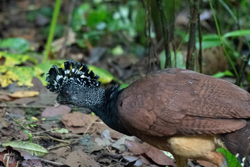 Beautiful close up view of a magnificent Pheasant  bird in the Volcano Arenal National Park in Costa Rica