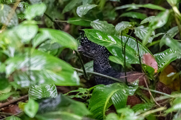Beautiful close up view of a magnificent Pheasant  bird in the Volcano Arenal National Park in Costa Rica