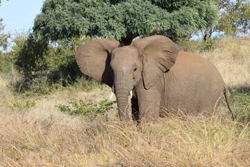 Fototapeta premium Afrikanischer Elefant / African elephant / Loxodonta africana.