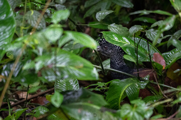 Beautiful close up view of a magnificent Pheasant  bird in the Volcano Arenal National Park in Costa Rica