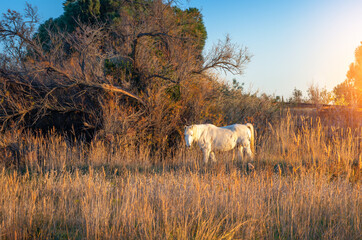 White horse portrait.