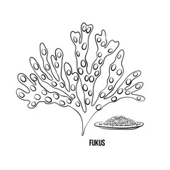 Algae - fucus. Green and red edible algae. Black line ink sketch on a white background. Vector hand drawn illustration