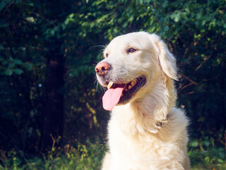 Cute retriever on the nature background.