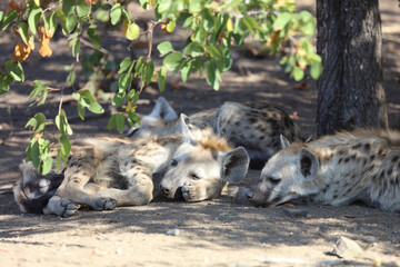 Tüpfelhyäne / Spotted Hyaena / Crocuta crocuta.