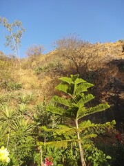 beauty of mount abu hill station,rajasthan,india