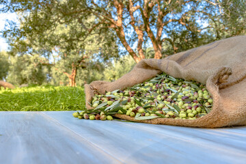 Harvested fresh olives in sacks in a field in Crete, Greece for olive oil production, using green nets.