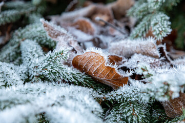 Nahaufnahme von fragilem und einzigartigem Raureif und Eiskristallen auf einem braunen herbstlichen Buchenblatt, gerahmt von Tannenzweigen