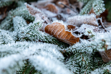 Nahaufnahme von fragilem und einzigartigem Raureif und Eiskristallen auf einem braunen herbstlichen Buchenblatt, gerahmt von Tannenzweigen