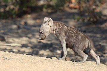 Tüpfelhyäne / Spotted Hyaena / Crocuta crocuta.