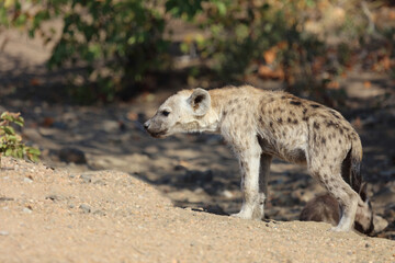 Tüpfelhyäne / Spotted Hyaena / Crocuta crocuta.
