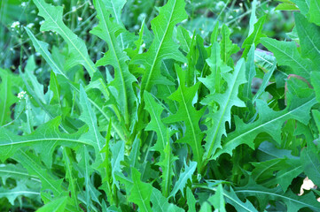 Obraz premium It grows in nature Lactuca serriola