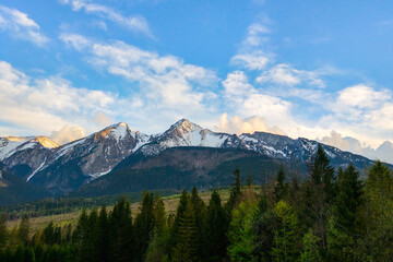 Beautiful mountain landscape - panoramic view of the Carpathian Mountains, shows how far the cows graze. Summer photo of mountain Carpathians.