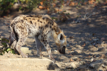 Tüpfelhyäne / Spotted Hyaena / Crocuta crocuta.