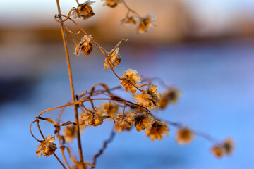 Dried flowers and grass on the background of snow in winter