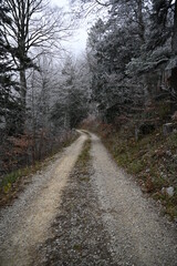 winter forest road leading into swiss mountains, background winter tourism