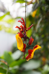 Peacock Flower or Caesalpinia pulcherrima is a plant native to Asia and Africa. Close up view