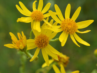 The plant Jacobaea vulgaris grows in the wild