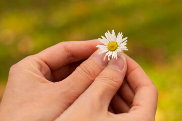 daisy in hand, beauty and careness and tenderness in hands
