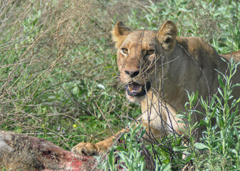 Lion with prey