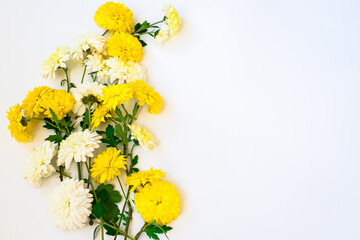 Yellow and white chrysanthemums on white background with copy space for your text