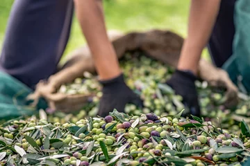 Schilderijen op glas Harvested fresh olives in sacks in a field in Crete, Greece for olive oil production, using green nets. © gatsi