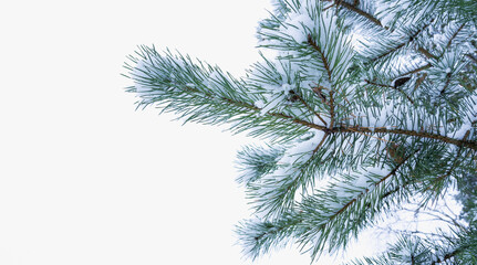 Pine branch with cones covered with snow on the background of the sky in the clouds with copy space for text