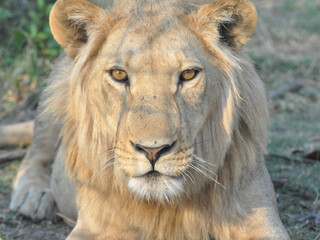 portrait of a lion