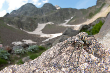 Giant Alpine spider (Vesubia jugorum) in its habitat, Maritime alps, Italy.