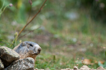 Alpine marmot (Marmota marmota) in the italian alps.