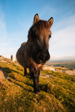 Dartmoor Pony